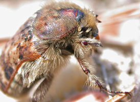 Bumble Flower Scarab